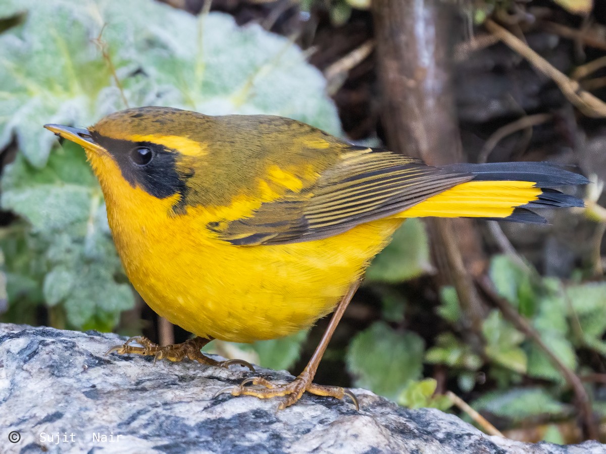 Golden Bush-Robin - ML465266311