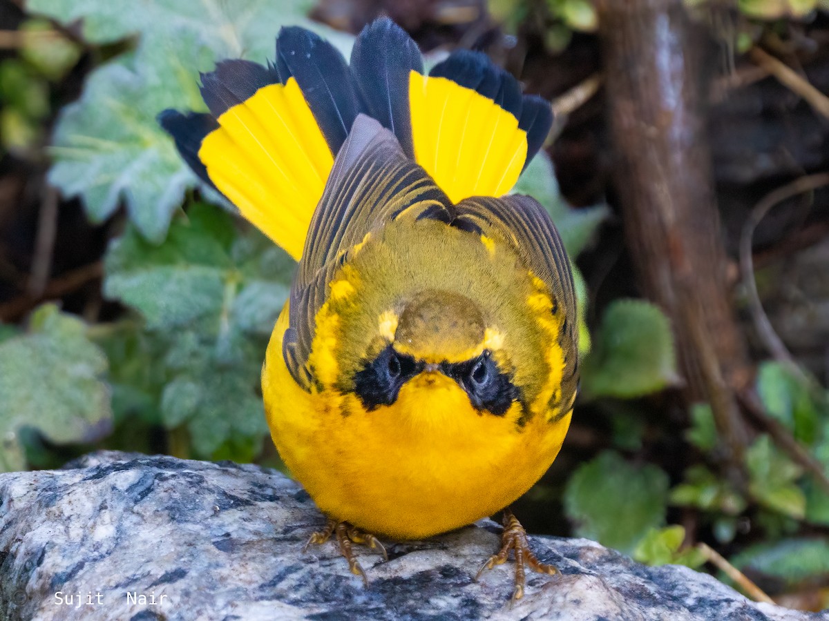 Golden Bush-Robin - ML465266341