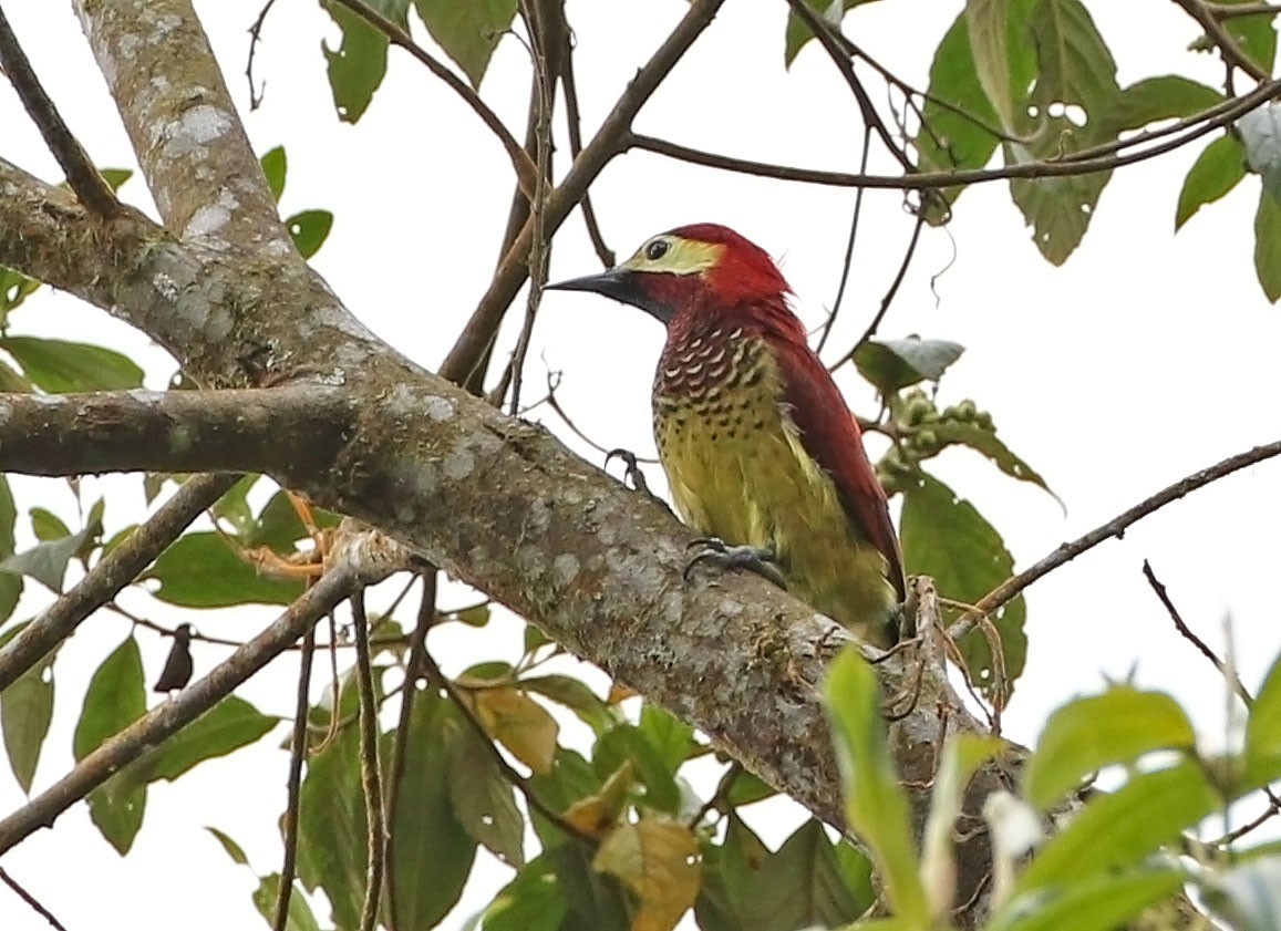 Crimson-mantled Woodpecker (Crimson-mantled) - ML465267671