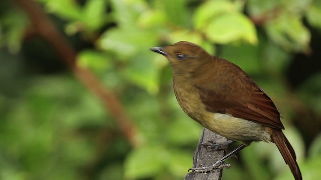Crested Satinbird - ML465268