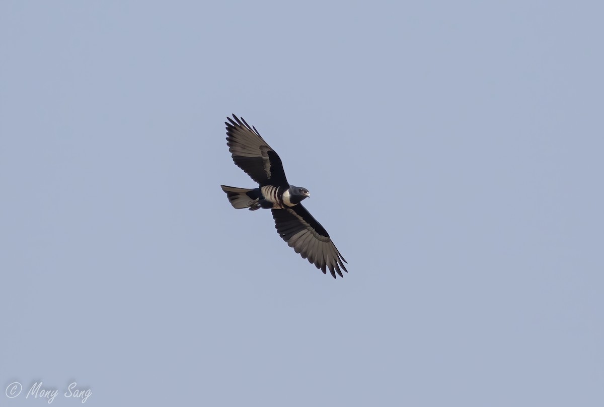 Black Baza - ML465268631