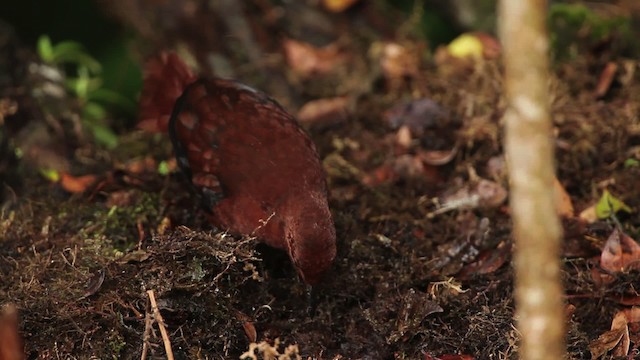 Chestnut Forest Rail - ML465269