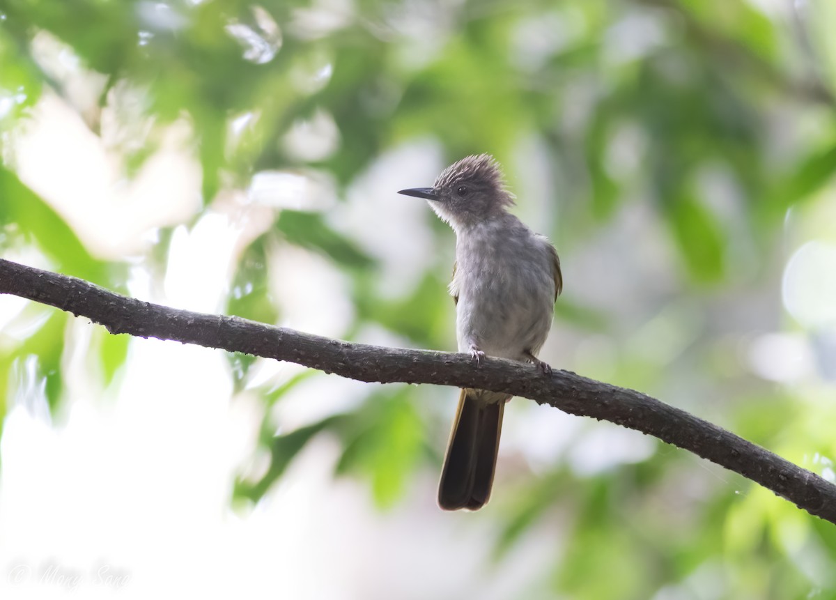 Mountain Bulbul - Mony Sang (SVC)