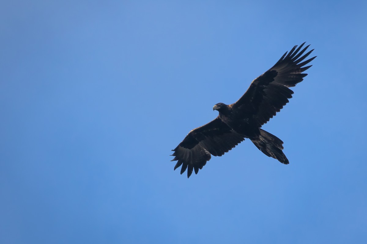 Wedge-tailed Eagle - ML465270091