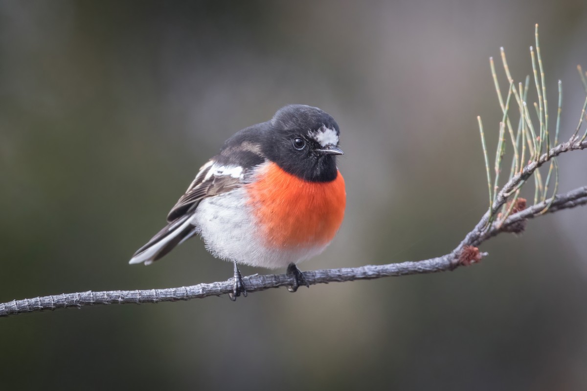 Scarlet Robin - ML465270141