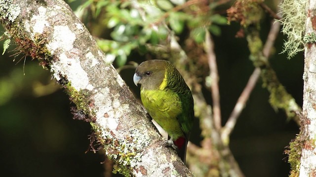 Brehm's Tiger-Parrot - ML465271