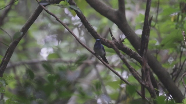 Hainan Blue Flycatcher - ML465271381