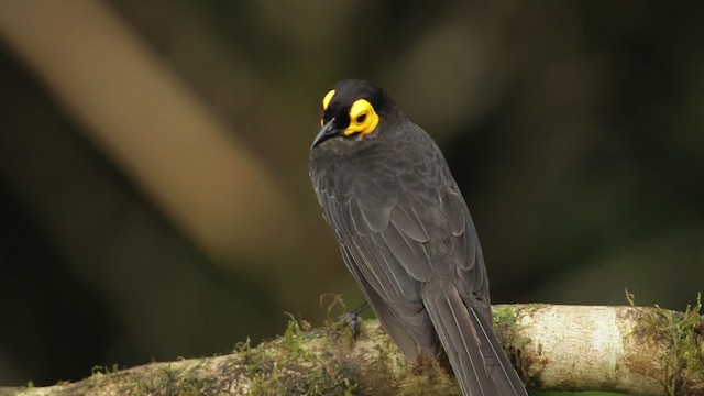 Smoky Honeyeater - ML465272