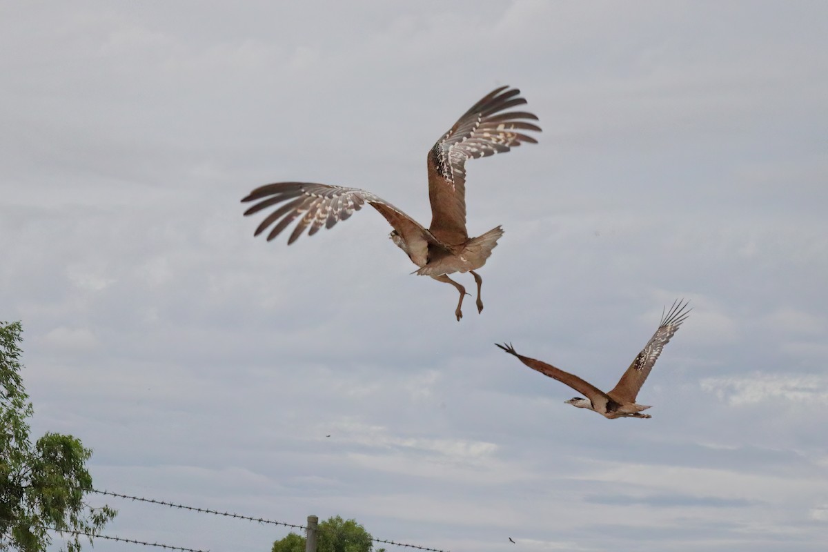 Australian Bustard - Marian W