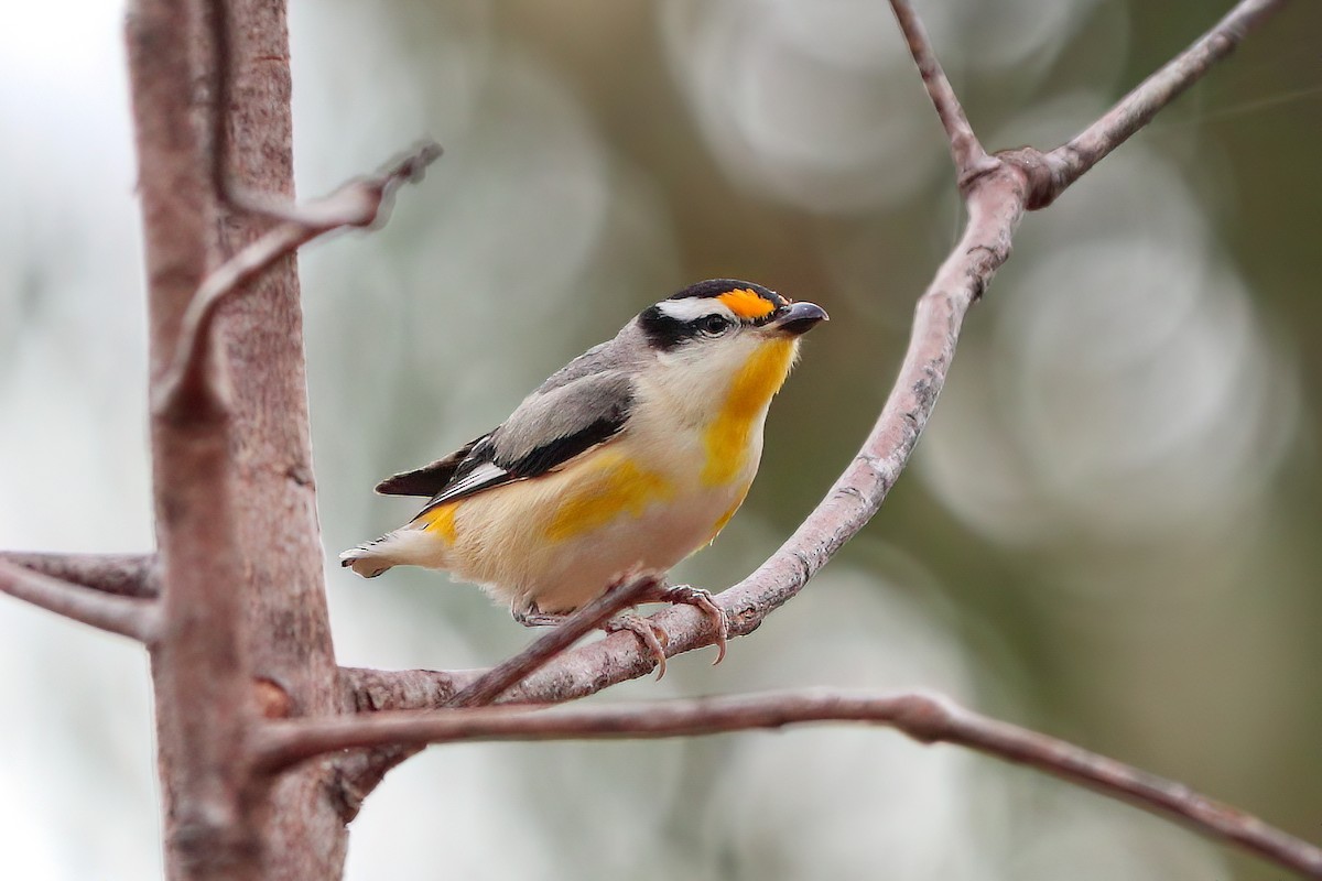 Pardalote Estriado - ML465272481
