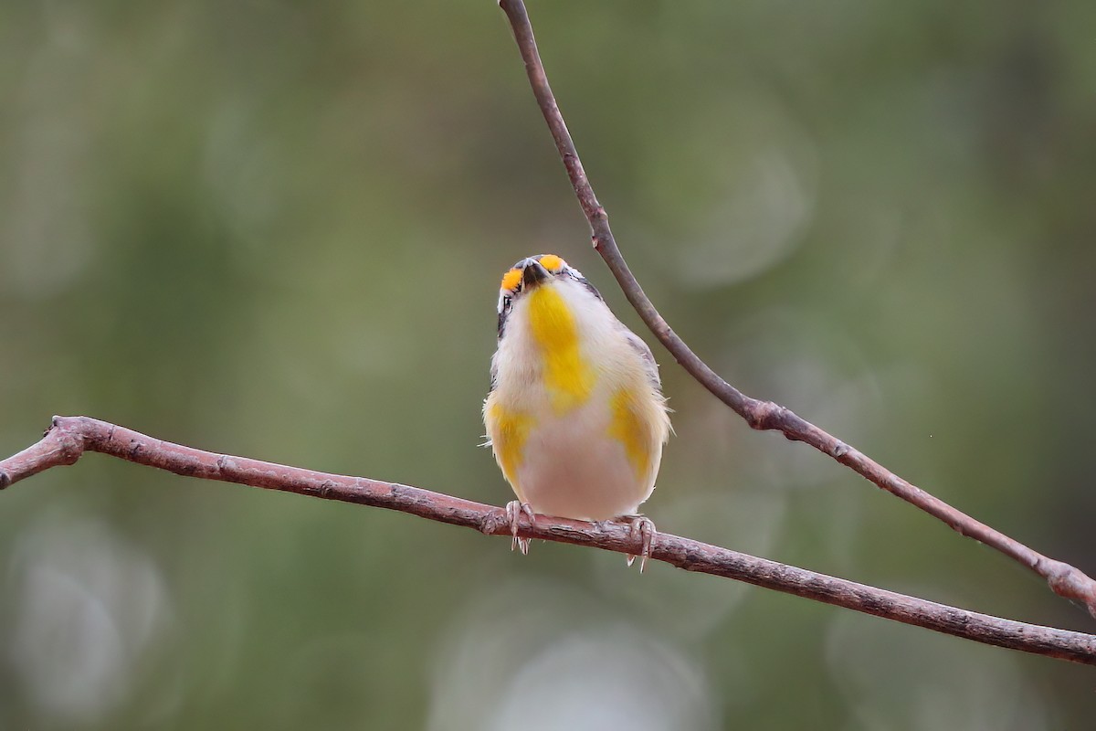Pardalote Estriado - ML465272491