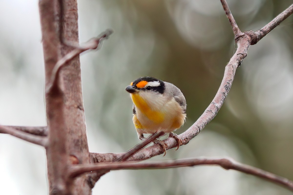 Pardalote Estriado - ML465272501
