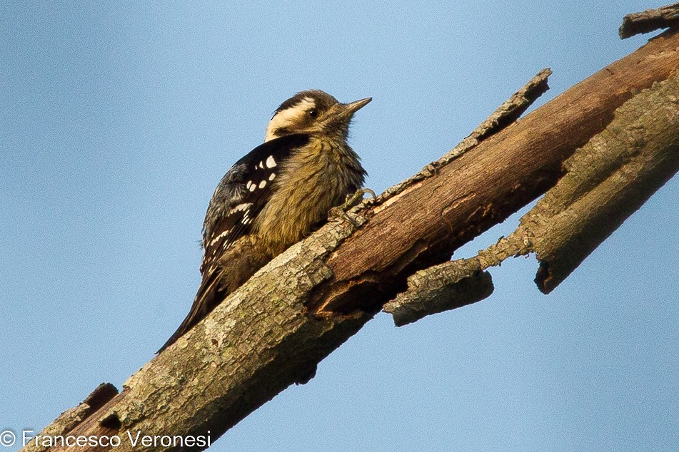 Gray-capped Pygmy Woodpecker - Francesco Veronesi