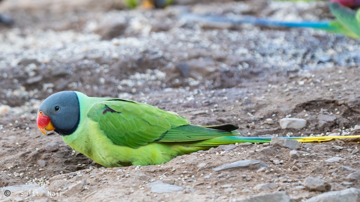 Slaty-headed Parakeet - Sujit Nair