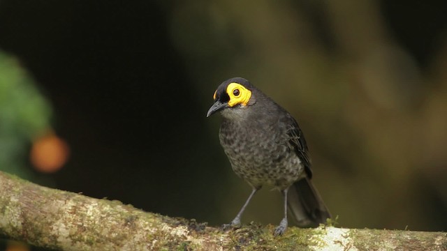 Smoky Honeyeater - ML465273