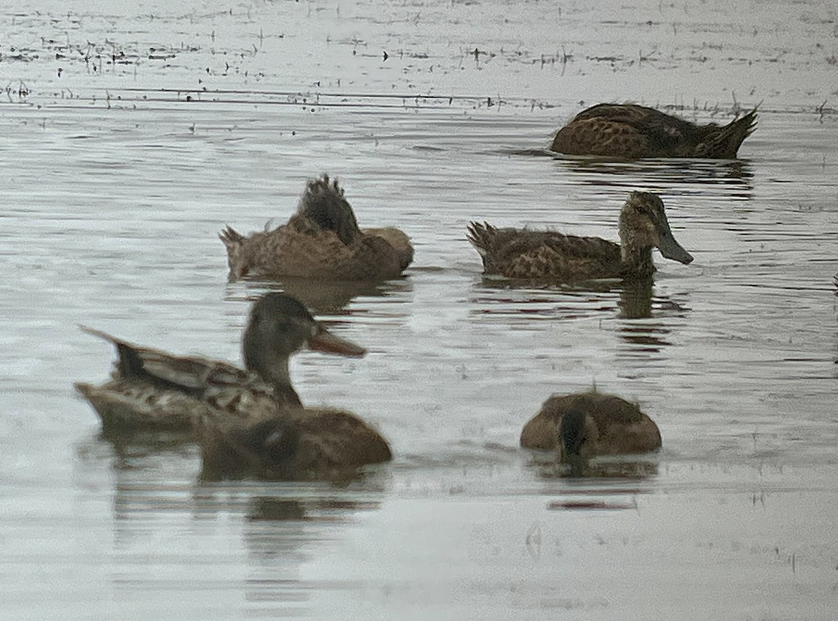 Northern Shoveler - ML465273271