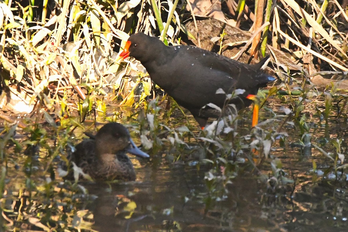 Dusky Moorhen - ML465274241