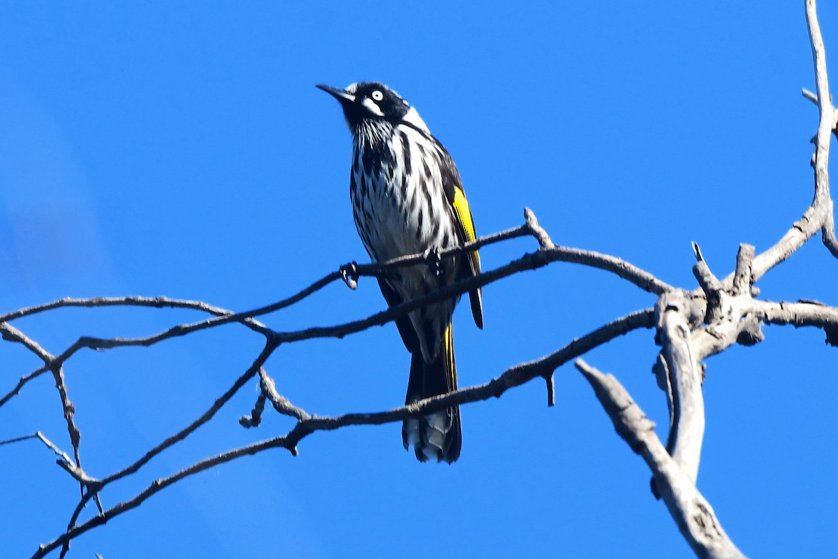 New Holland Honeyeater - ML465274401