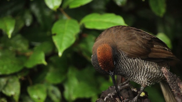 Brown Sicklebill - ML465275