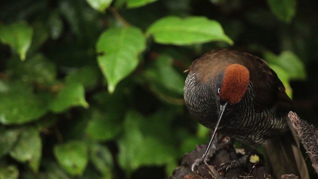 Brown Sicklebill - ML465276