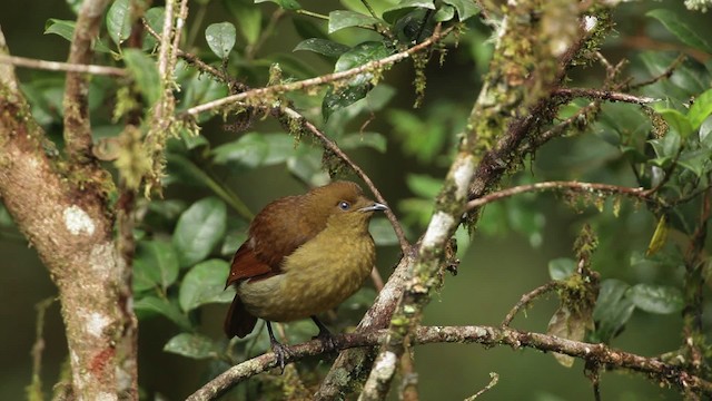 Crested Satinbird - ML465277