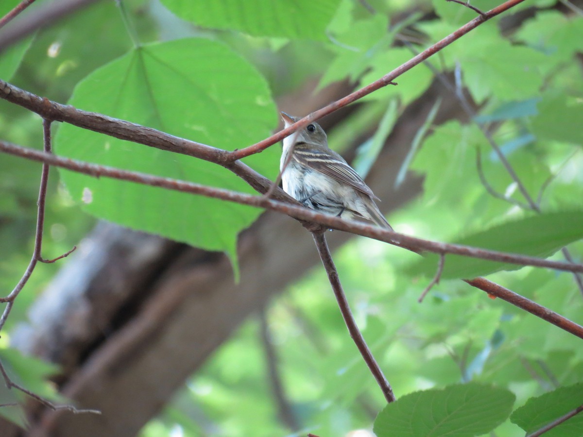 Acadian Flycatcher - ML465278591