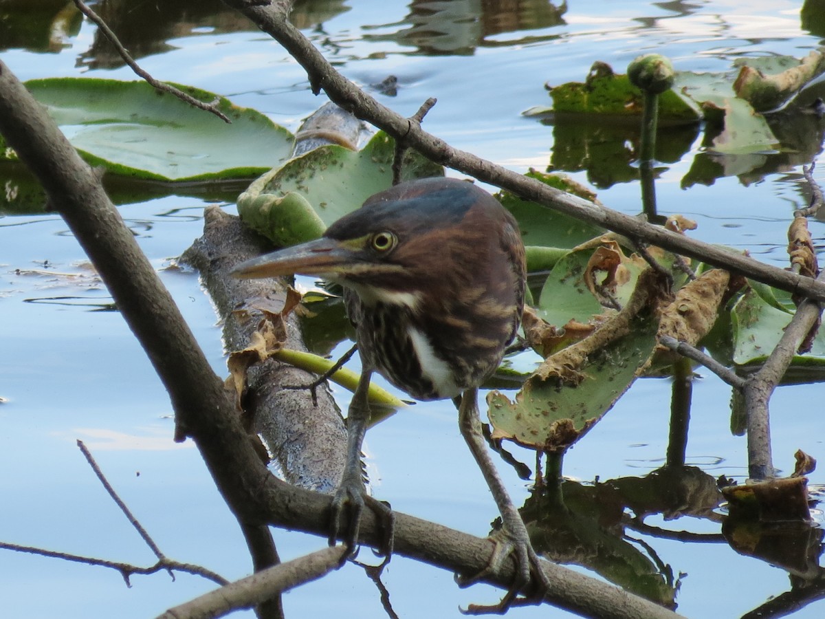 Green Heron - ML465278781