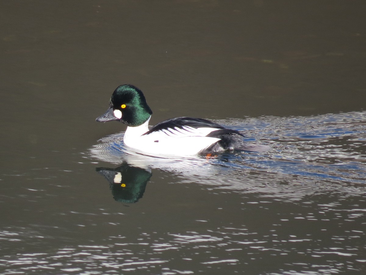 Common Goldeneye - ML46527891