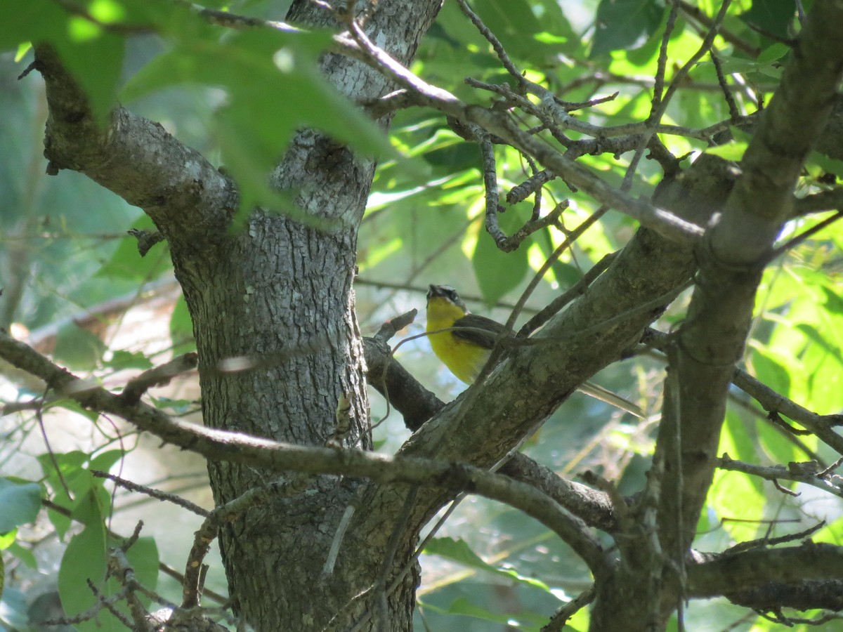 Yellow-breasted Chat - ML465278941