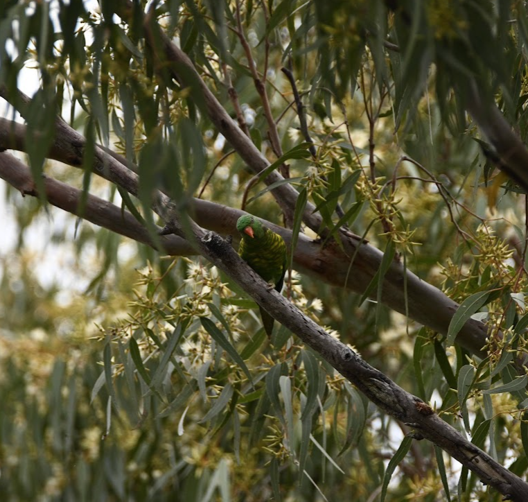 Scaly-breasted Lorikeet - ML465278991