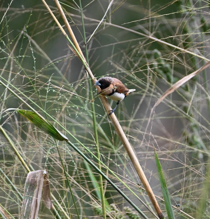 Chestnut-breasted Munia - ML465279001