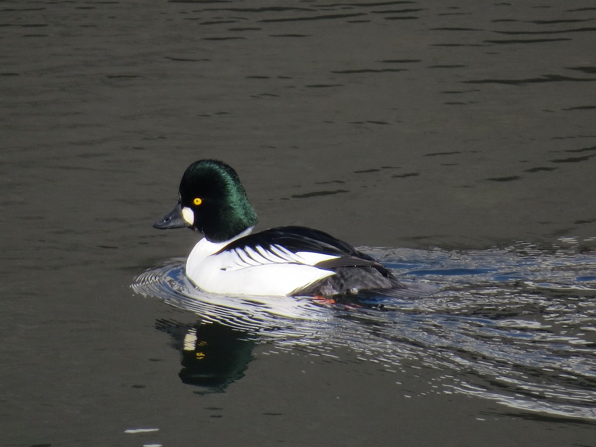 Common Goldeneye - ML46527911