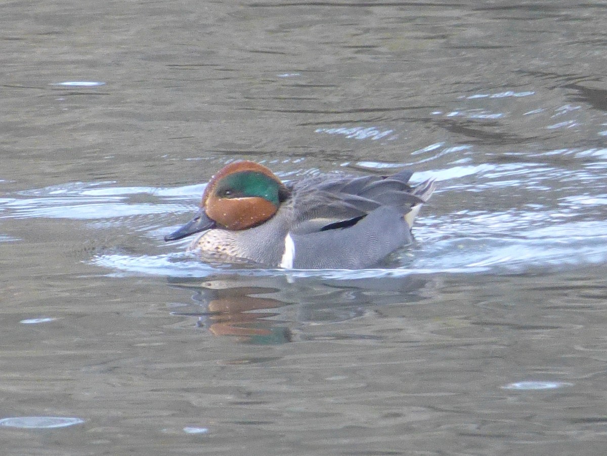 Green-winged Teal (American) - ML46527951