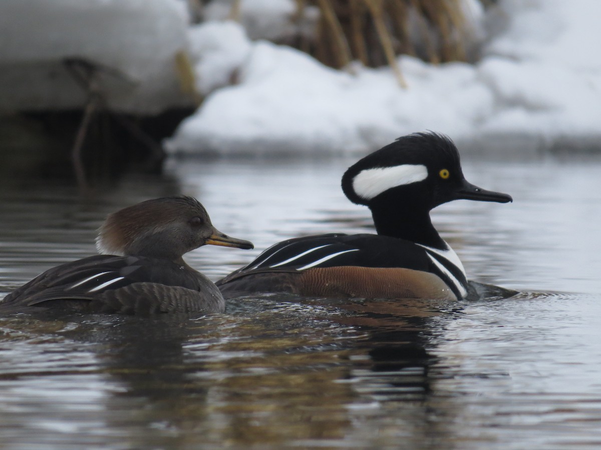 Hooded Merganser - ML46527981