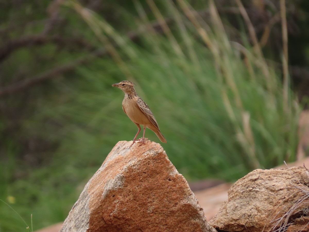 Tawny Lark - Mittal Gala