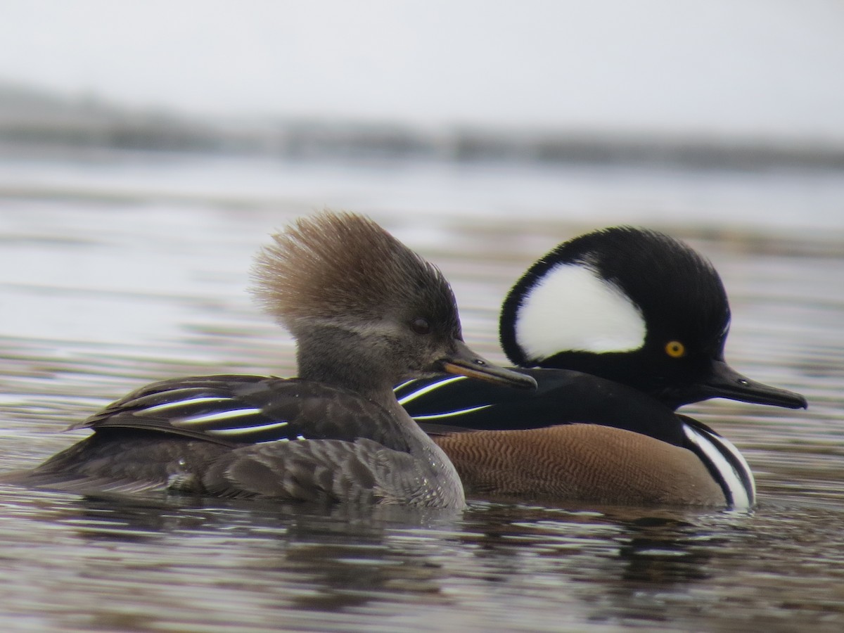 Hooded Merganser - ML46527991