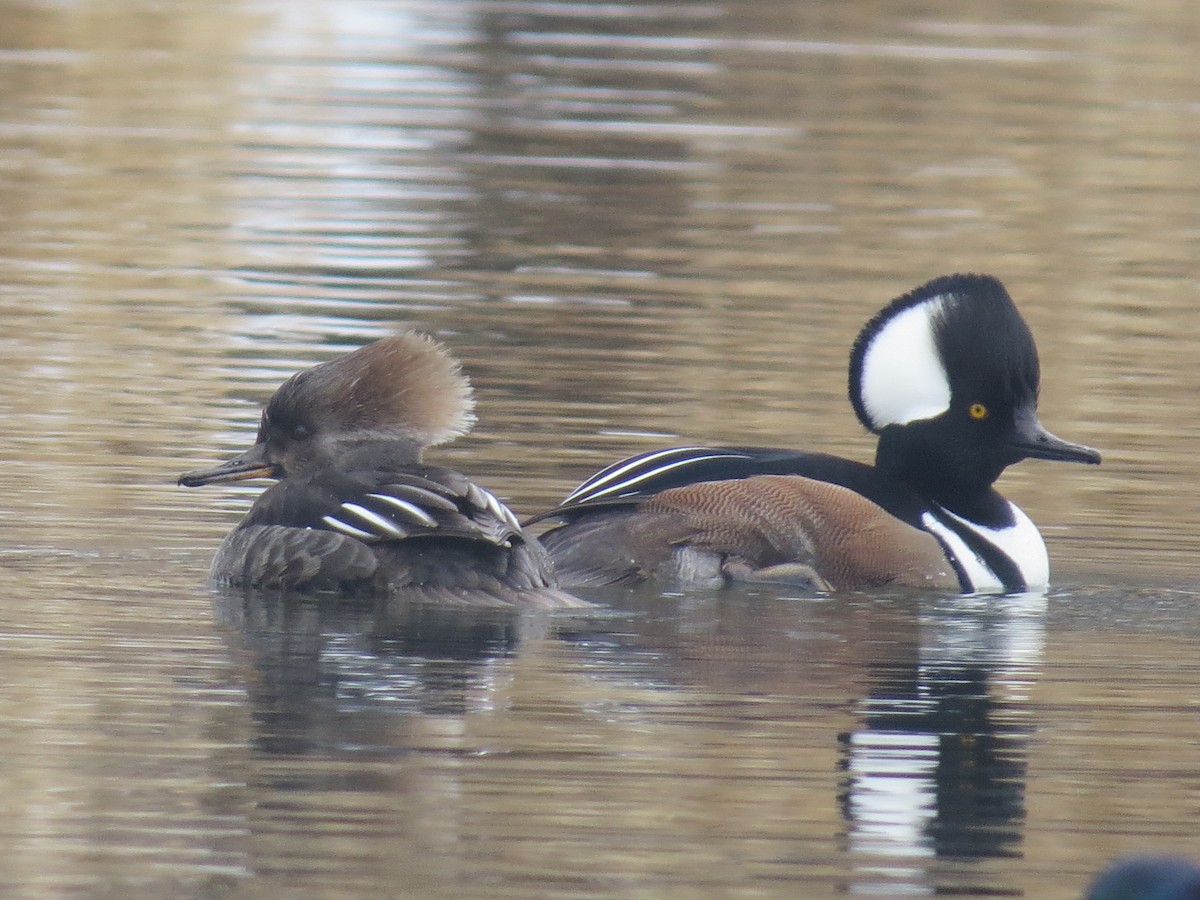 Hooded Merganser - ML46528001