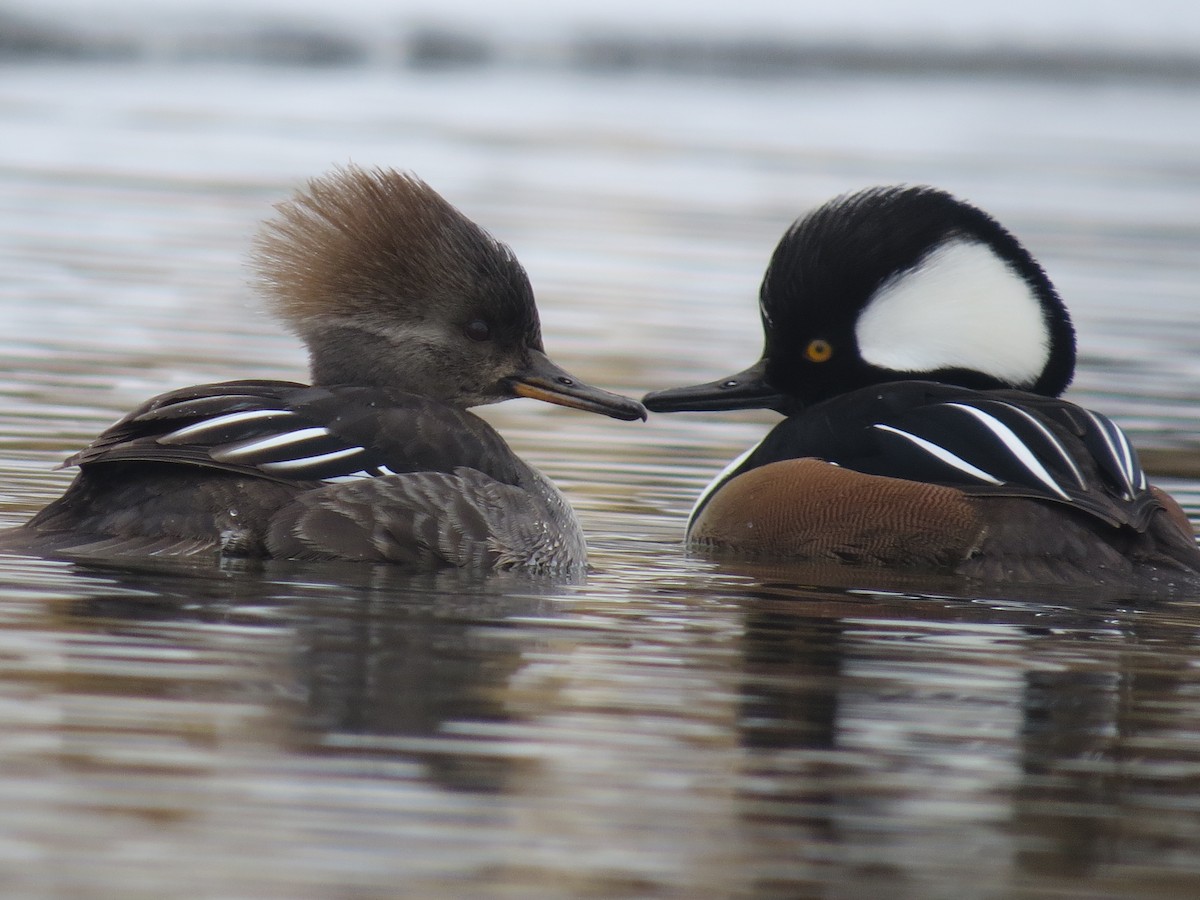 Hooded Merganser - ML46528021