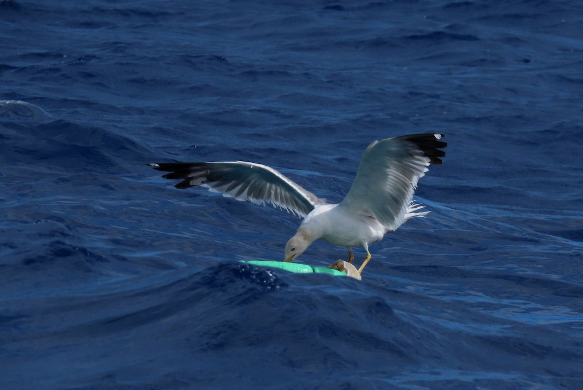 Yellow-legged Gull (atlantis) - ML465280531