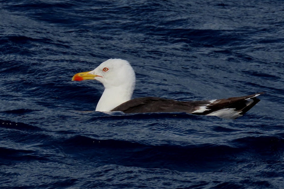 Lesser Black-backed Gull - ML465280551