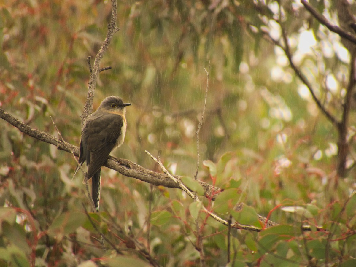 Fan-tailed Cuckoo - Kent Warner