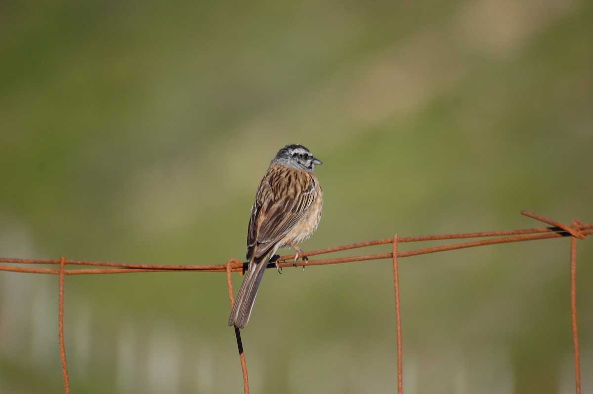 Rock Bunting - ML465281701
