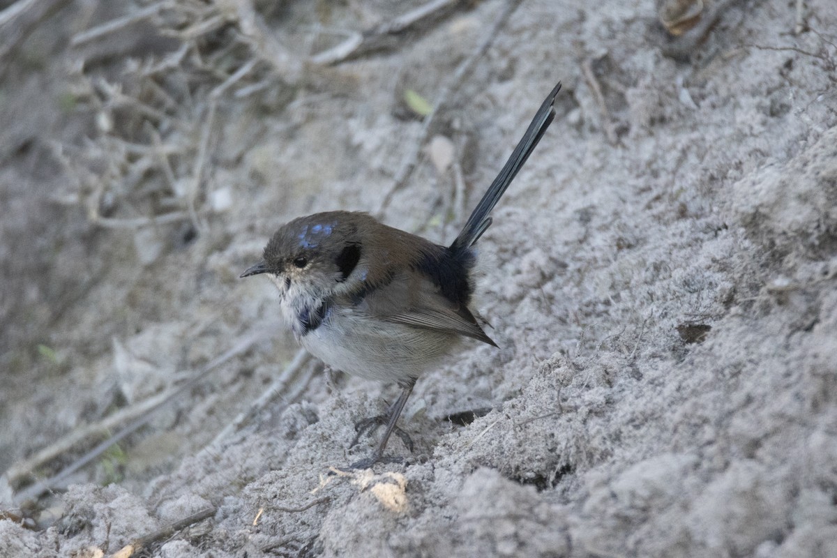 Superb Fairywren - ML465281941