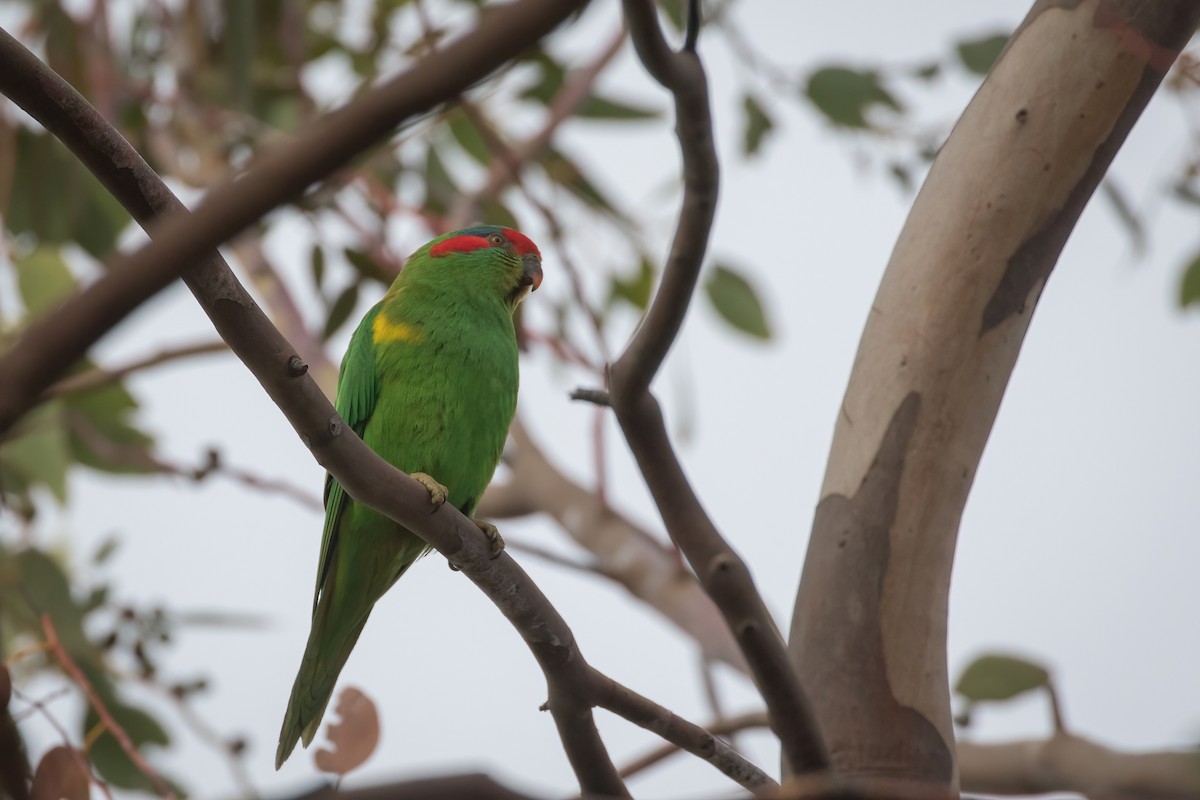 Musk Lorikeet - ML465282461