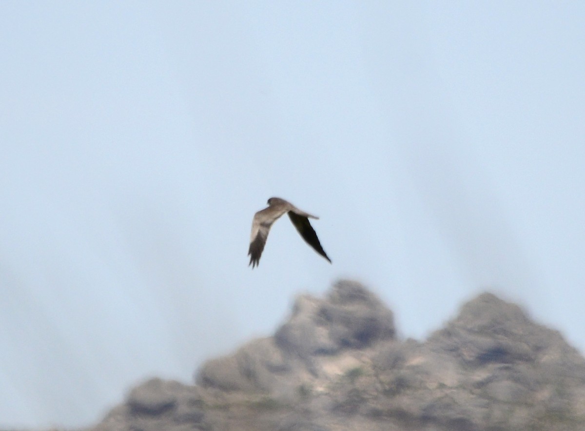 Montagu's Harrier - ML465282721