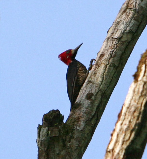 Crimson-crested Woodpecker - ML465284411