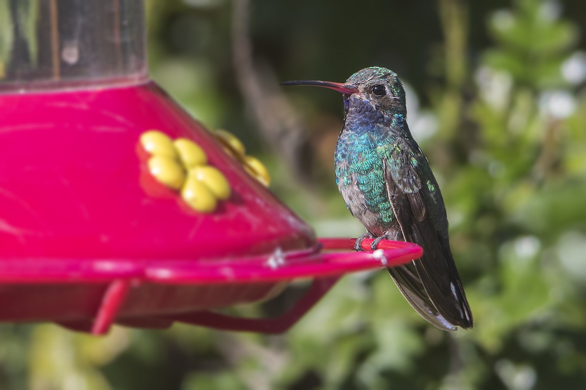 kolibřík širokozobý - ML46528471