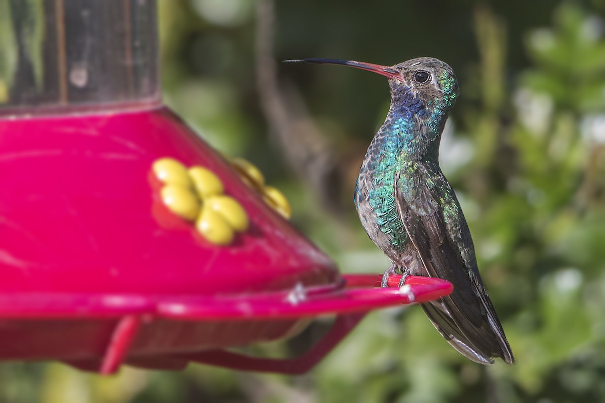 Colibrí Piquiancho Común - ML46528481