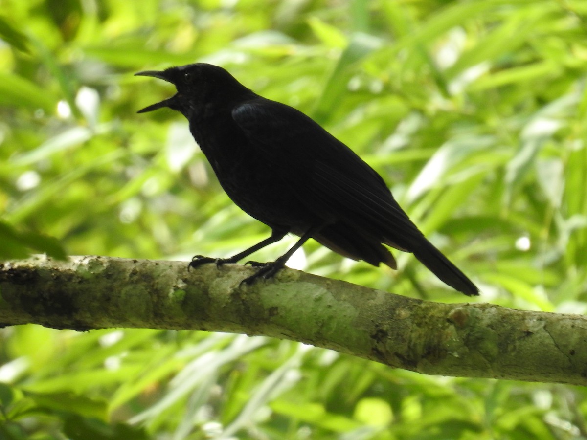 Malabar Whistling-Thrush - ML465284951