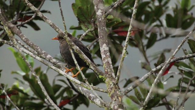 Island Thrush - ML465285